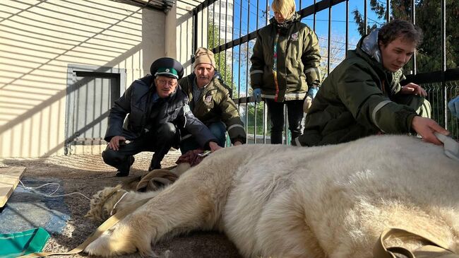 Пожилого краснокнижного белого медведя Терпея перевезли из Перми в Московский зоопарк