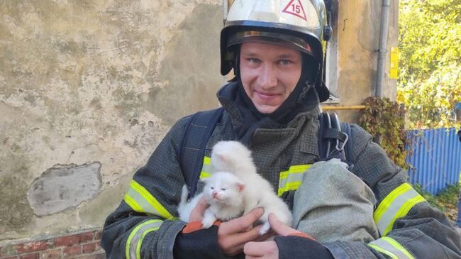 Котята, спасенные при пожаре в Зеленоградске Калининградской области