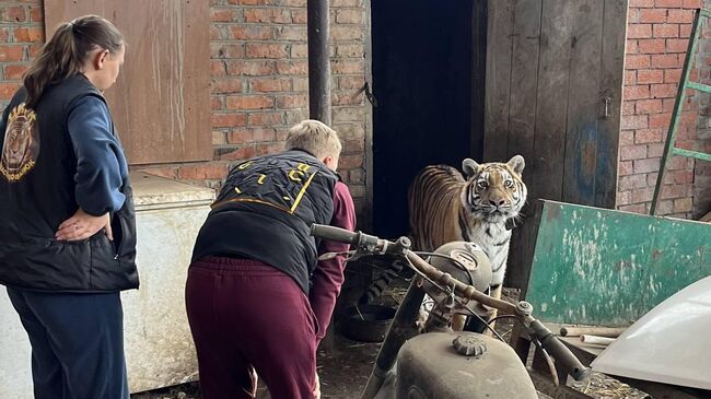 Прокуратурой Староминского района совместно с Южным межрегиональным Управлением Росприроднадзора у местного жителя изъята тигрица