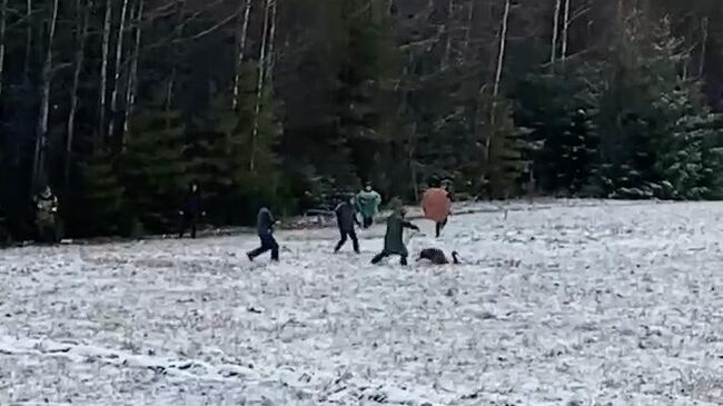 В Коми поймали сбежавшего со страусиной фермы австралийского эму