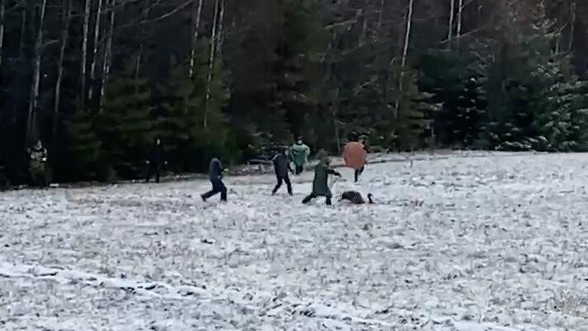 В Коми поймали сбежавшего со страусиной фермы австралийского эму - РИА Новости, 1920, 31.10.2024