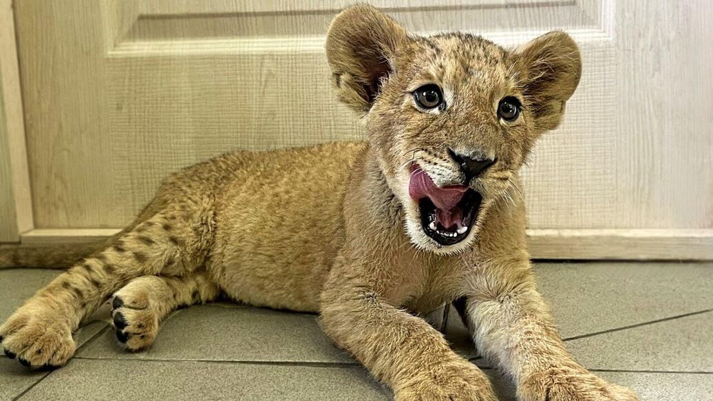 В Ростове-на-Дону рассказали об обнаружении двухмесячного львенка