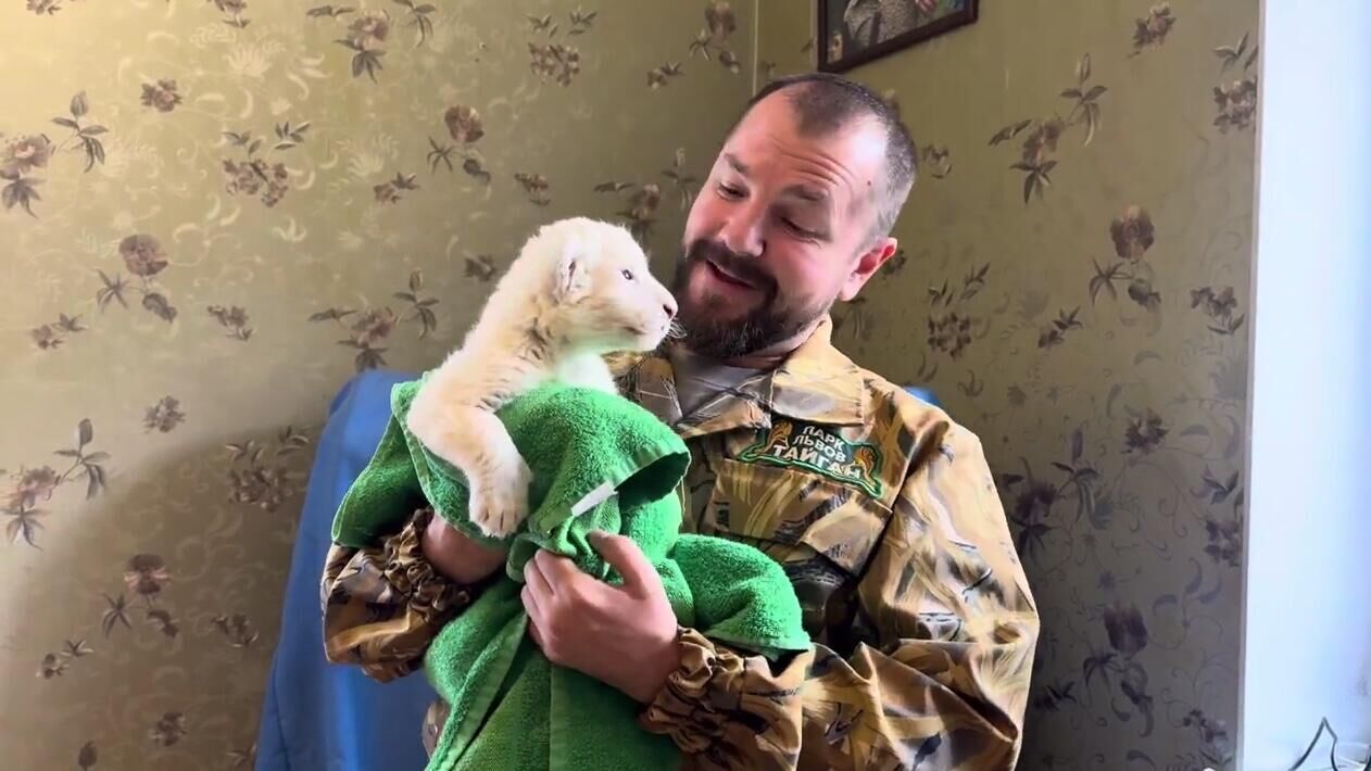 Львенок с редким белым окрасом родился в крымском сафари-парке Тайган - РИА Новости, 1920, 01.11.2024