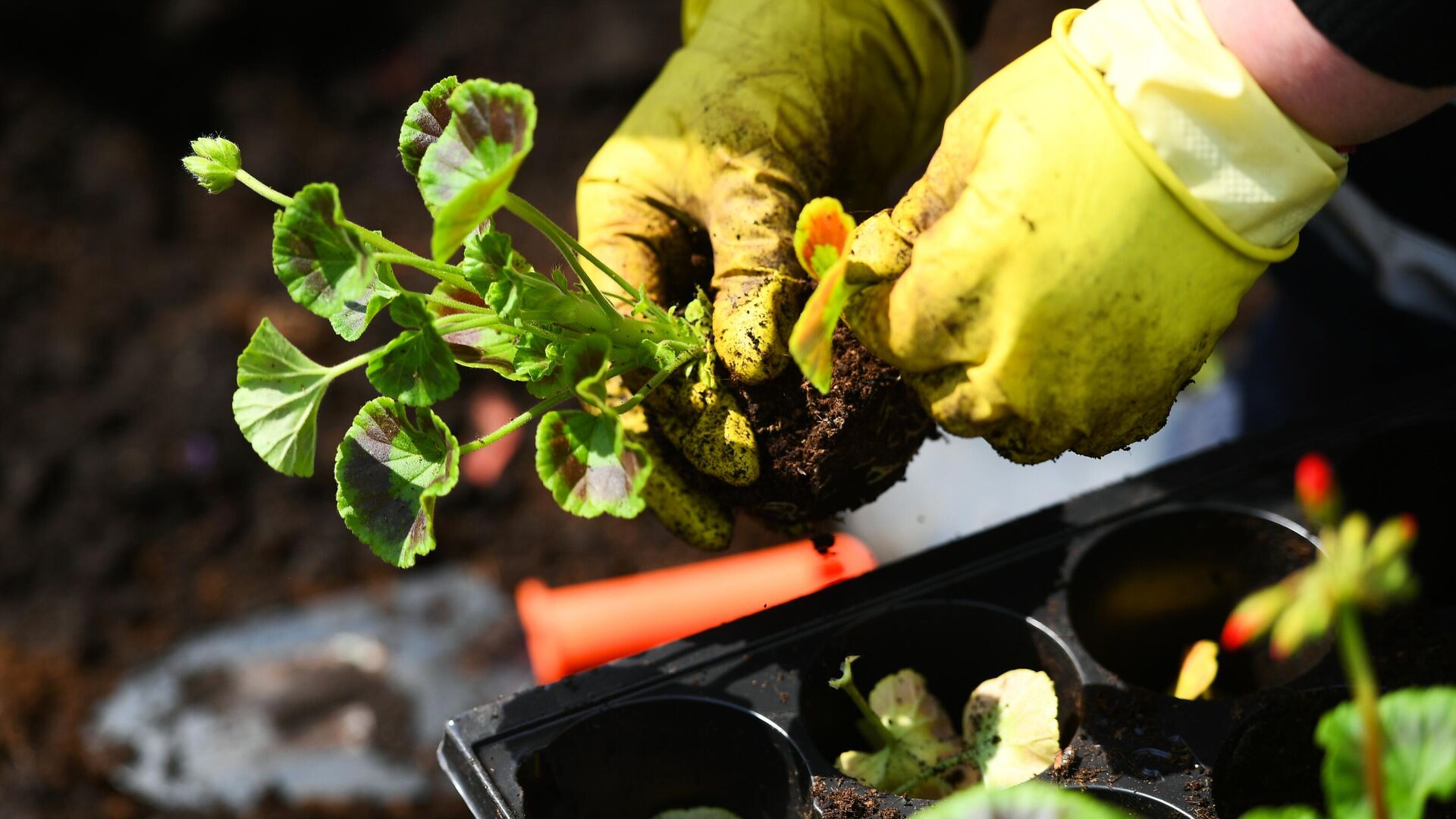 Высадка цветов в Москве - РИА Новости, 1920, 31.03.2025