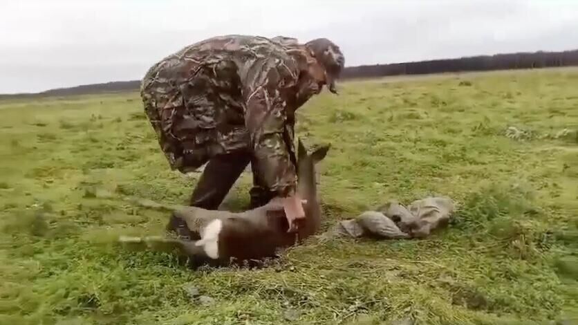 Европейскую косулю, бегавшую по школьному двору в Великом Новгороде, отловили и выпустили в заказнике - РИА Новости, 1920, 08.11.2024