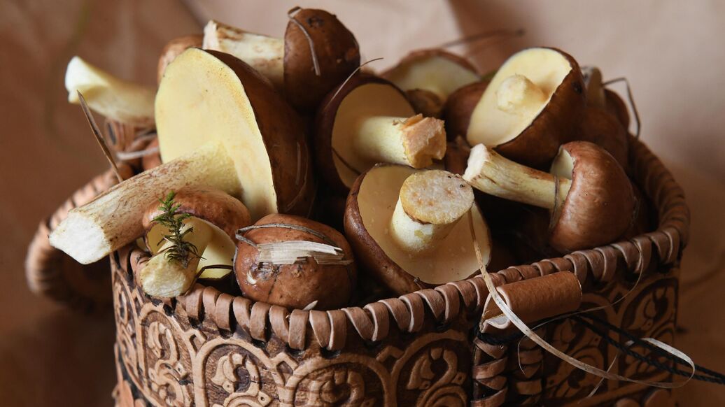 Юрист перечислила виды грибов, за которые можно сесть в тюрьму