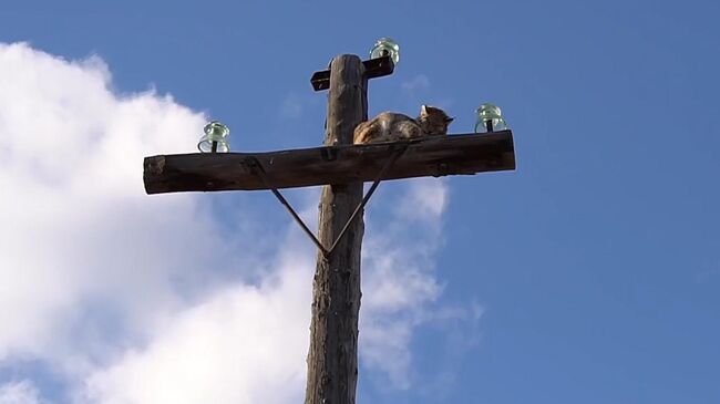 Спасение рыси с опоры ЛЭП в Хакасии Спасение рыси с опоры ЛЭП в Хакасии