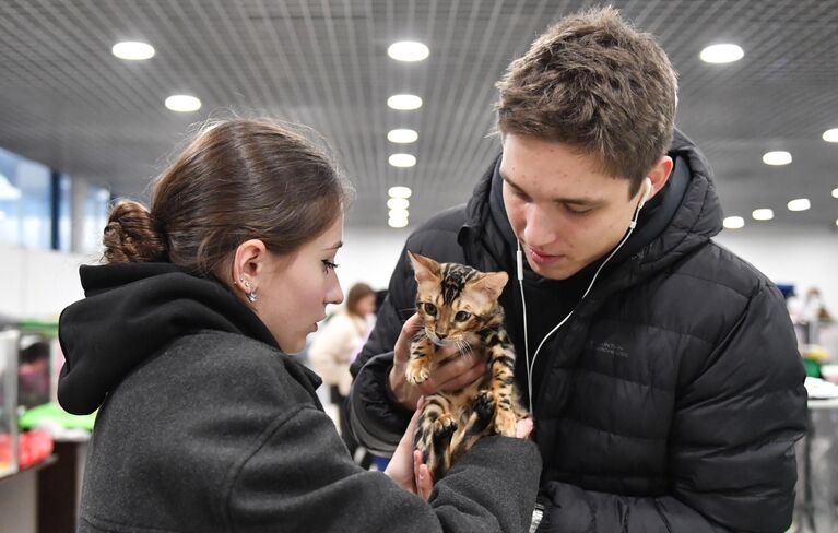 Молодые люди держат котенка бенгальской породы на выставке КоШарики Шоу в Москве