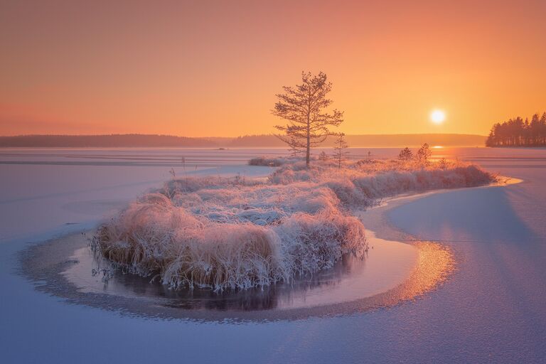 Кит в апельсинах