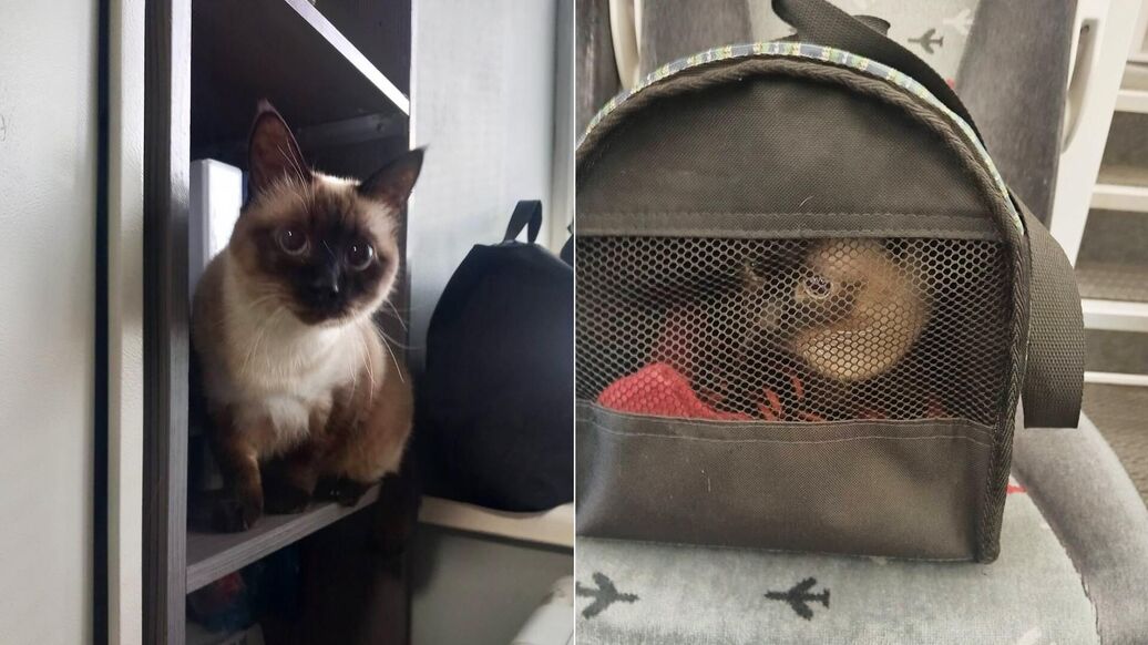 "Аэроэкспресс" ищет нового хозяина оставленной в поезде кошке