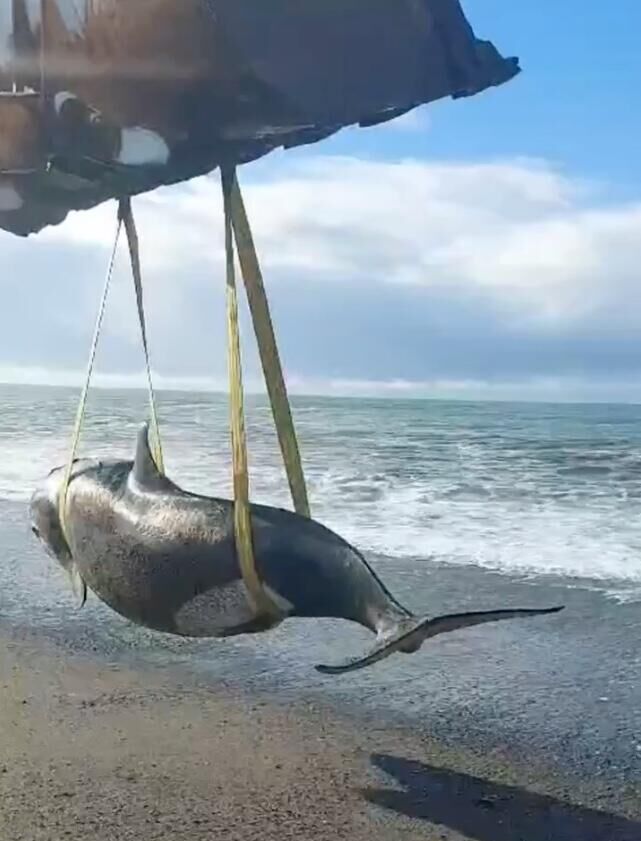 Молодую самку косатки, выброшенную на берег Охотского моря на Камчатке, подтащили ближе к воде - РИА Новости, 1920, 14.11.2024