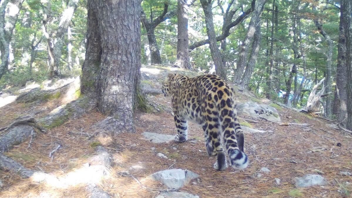 Дальневосточный леопард, зафиксированный в Ольгинском районе Приморья Дальневосточный леопард, зафиксированный в Ольгинском районе Приморья - РИА Новости, 1920, 14.11.2024