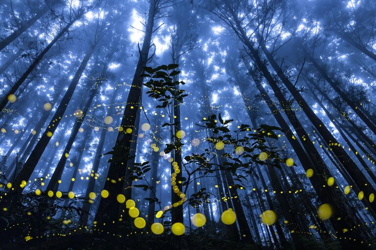 Работа фотографа Shirley Wung из Тайваня Fireflies flying in the misty