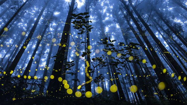 Работа фотографа Shirley Wung из Тайваня Fireflies flying in the misty