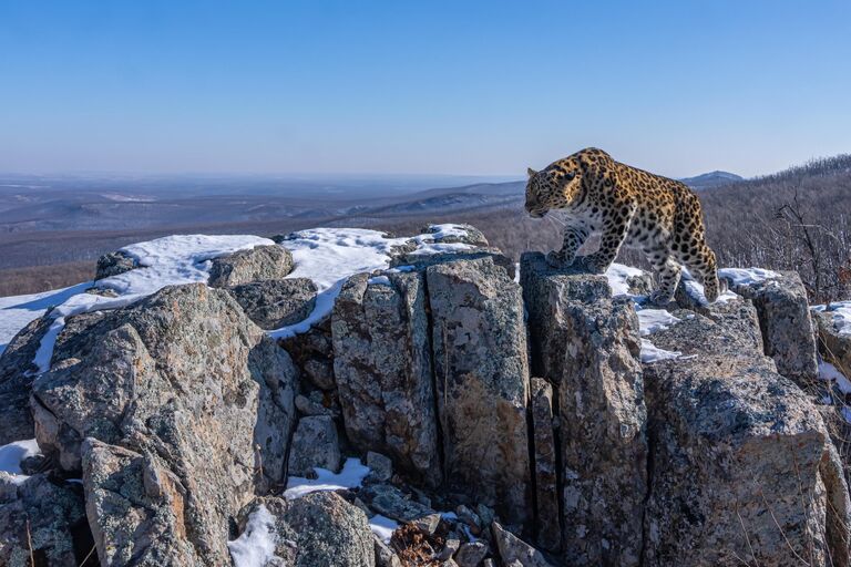 Пятнистый странник. Дальневосточный леопард