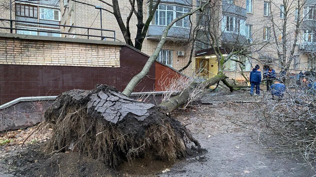 В Подмосковье из-за штормового ветра упали 164 дерева