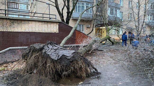 Место падения деревьев во время мощного циклона в Москве