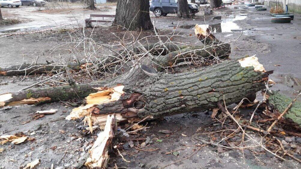 Место падения дерева на улице Котовского в городе Котовск Тамбовской области. 22 ноября 2024 - РИА Новости, 1920, 22.11.2024