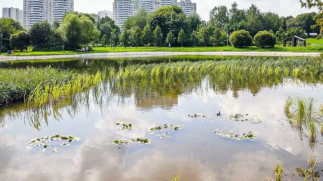 Алтуфьевский пруд в Москве