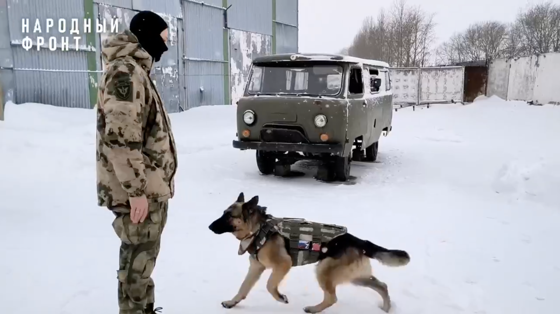 Овчарка в бронежилете, пошитом омскими волонтёрами из Народных полков Народного фронта - РИА Новости, 1920, 27.11.2024