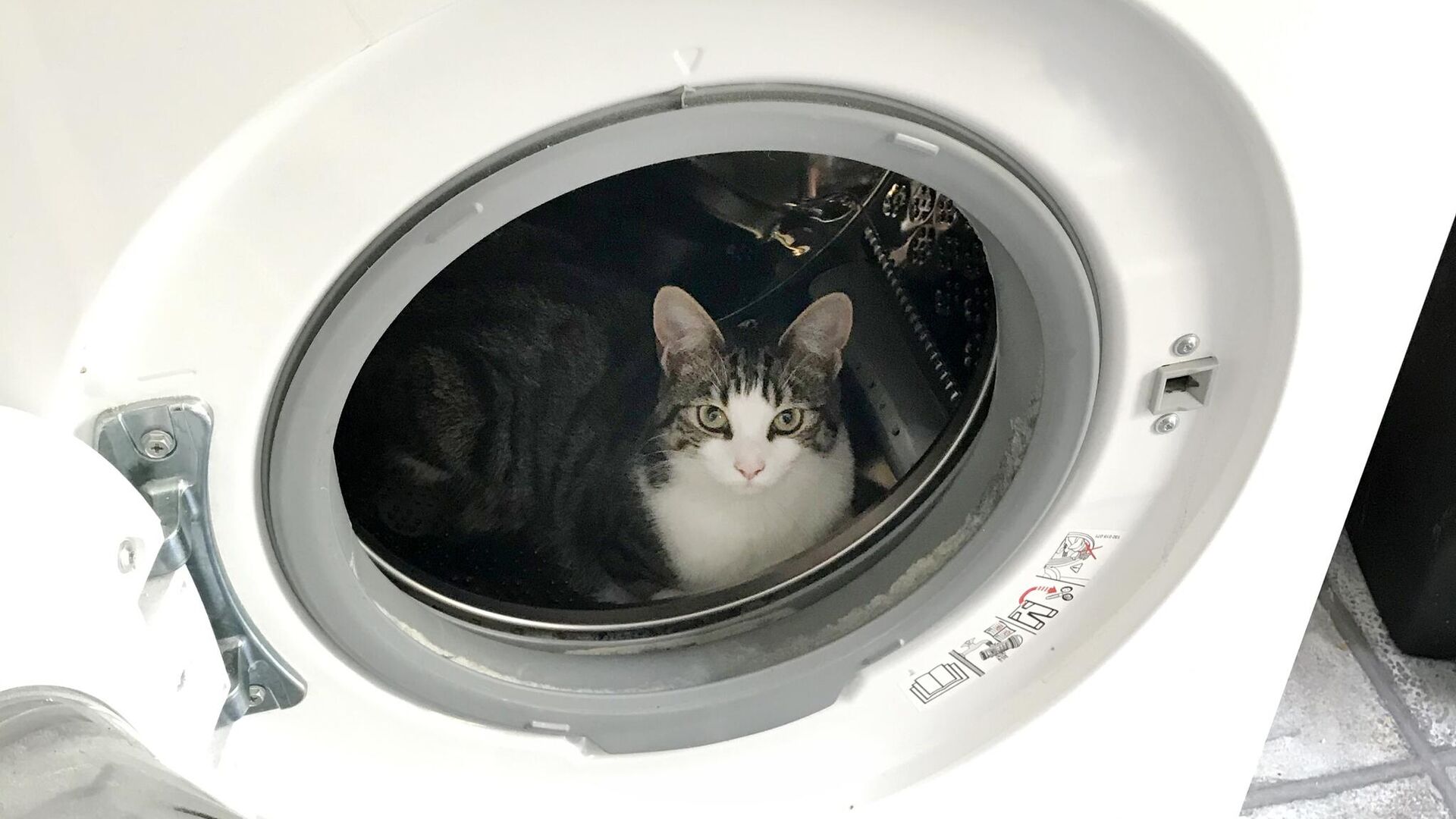 Кошка в стиральной машине - РИА Новости, 1920, 15.12.2025