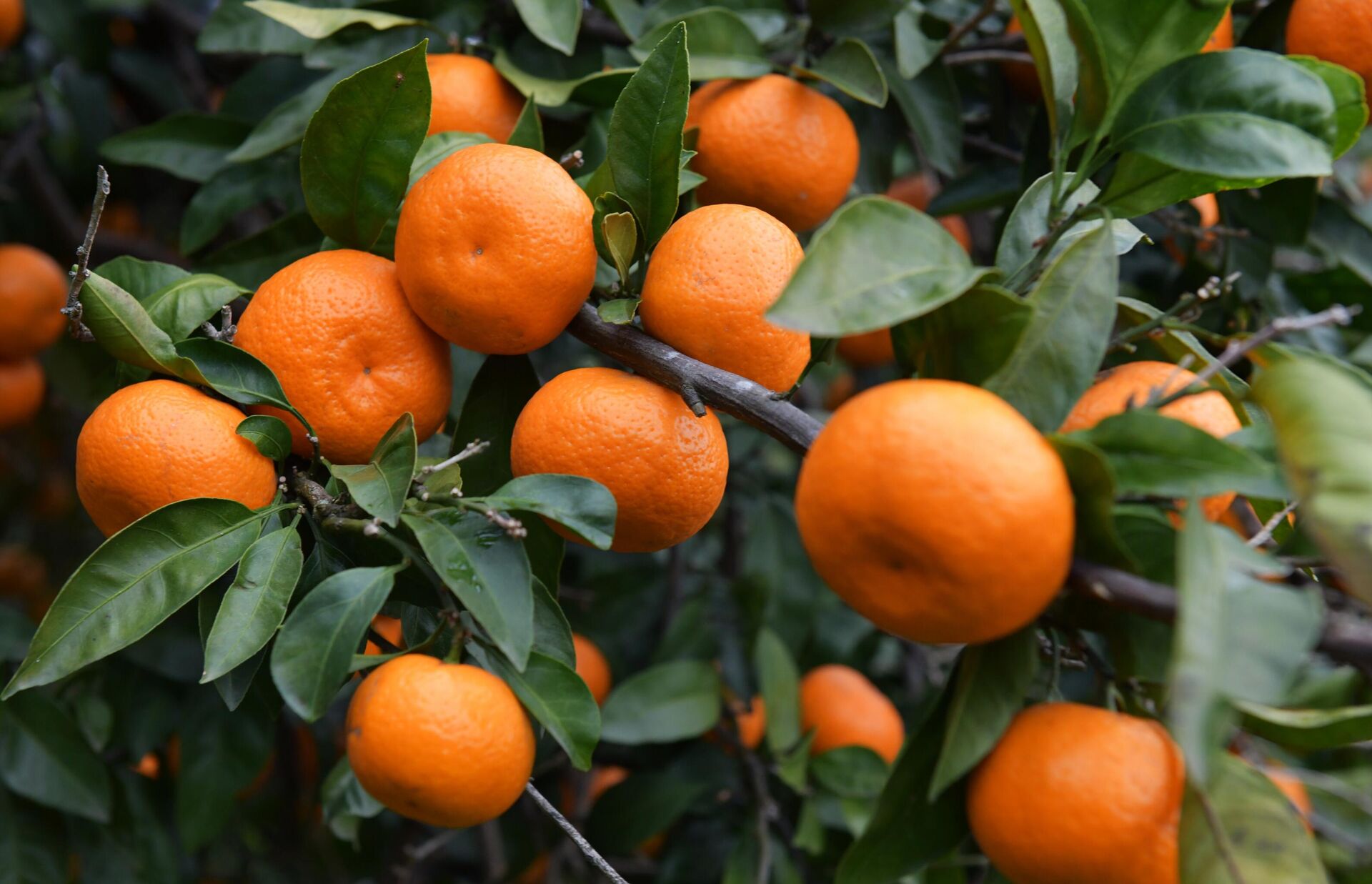 Мандариновые деревья в Гулрыпшском районе Абхазии Мандариновые деревья в Гулрыпшском районе Абхазии - РИА Новости, 1920, 10.12.2025