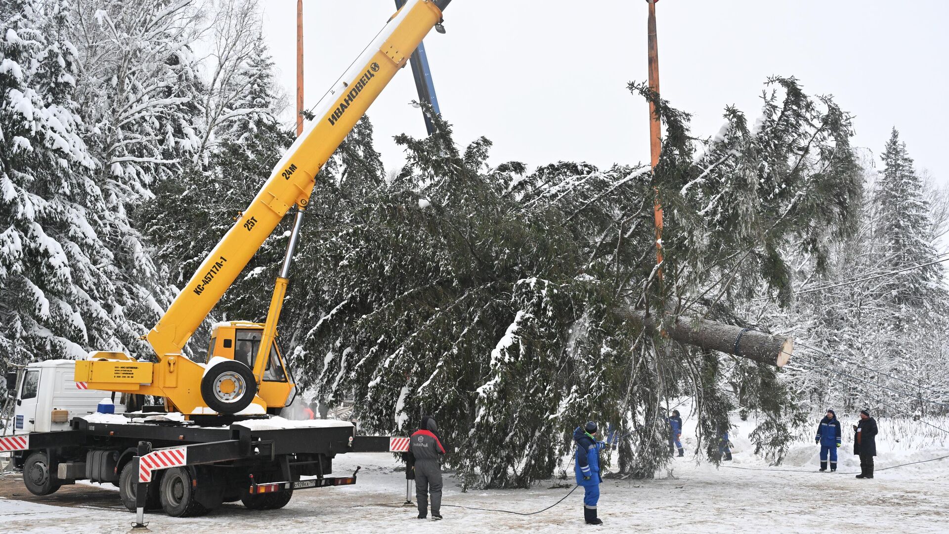 Рубка главной новогодней елки вблизи деревни Знаменка Можайского городского округа Московской области - РИА Новости, 1920, 09.12.2024