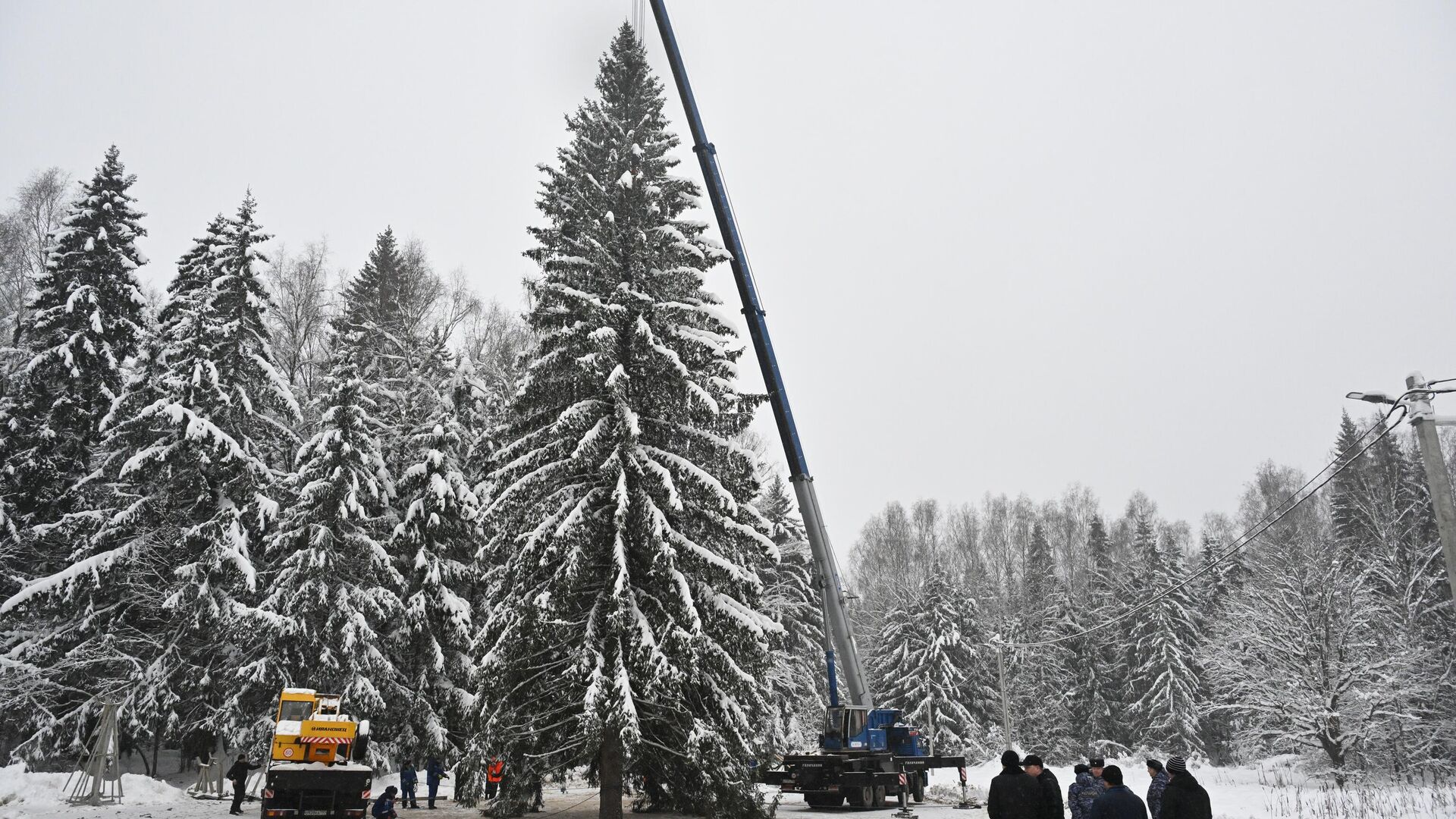 Рубка главной новогодней елки вблизи деревни Знаменка Можайского городского округа Московской области - РИА Новости, 1920, 15.12.2024