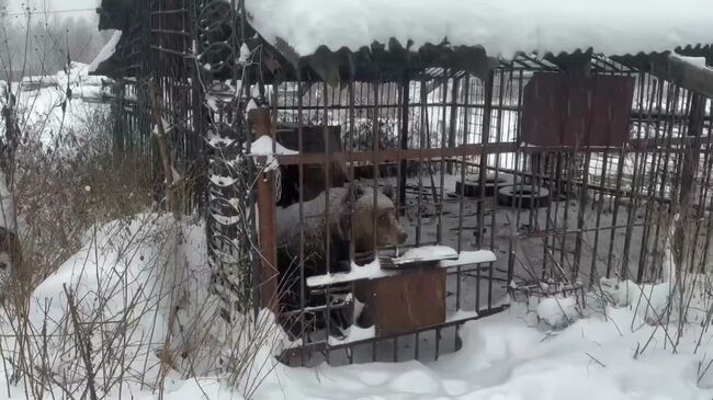 Брошенную медведицу Машу передадут в новгородский зоопарк