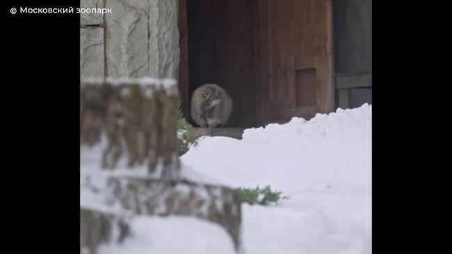 Недовольный манул Тимофей 