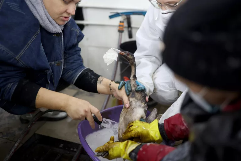 Волонтеры отмывают от мазута баклана, запачканного в результате разлива нефтепродуктов на береговой линии в Анапе