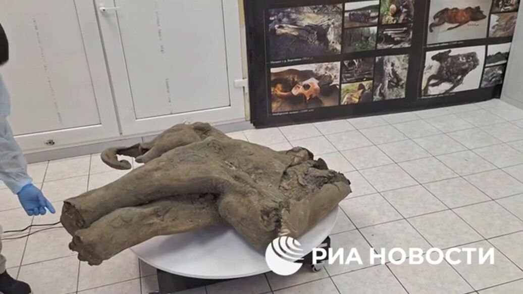 Тушу мамонта уникальной сохранности обнаружили в Якутии