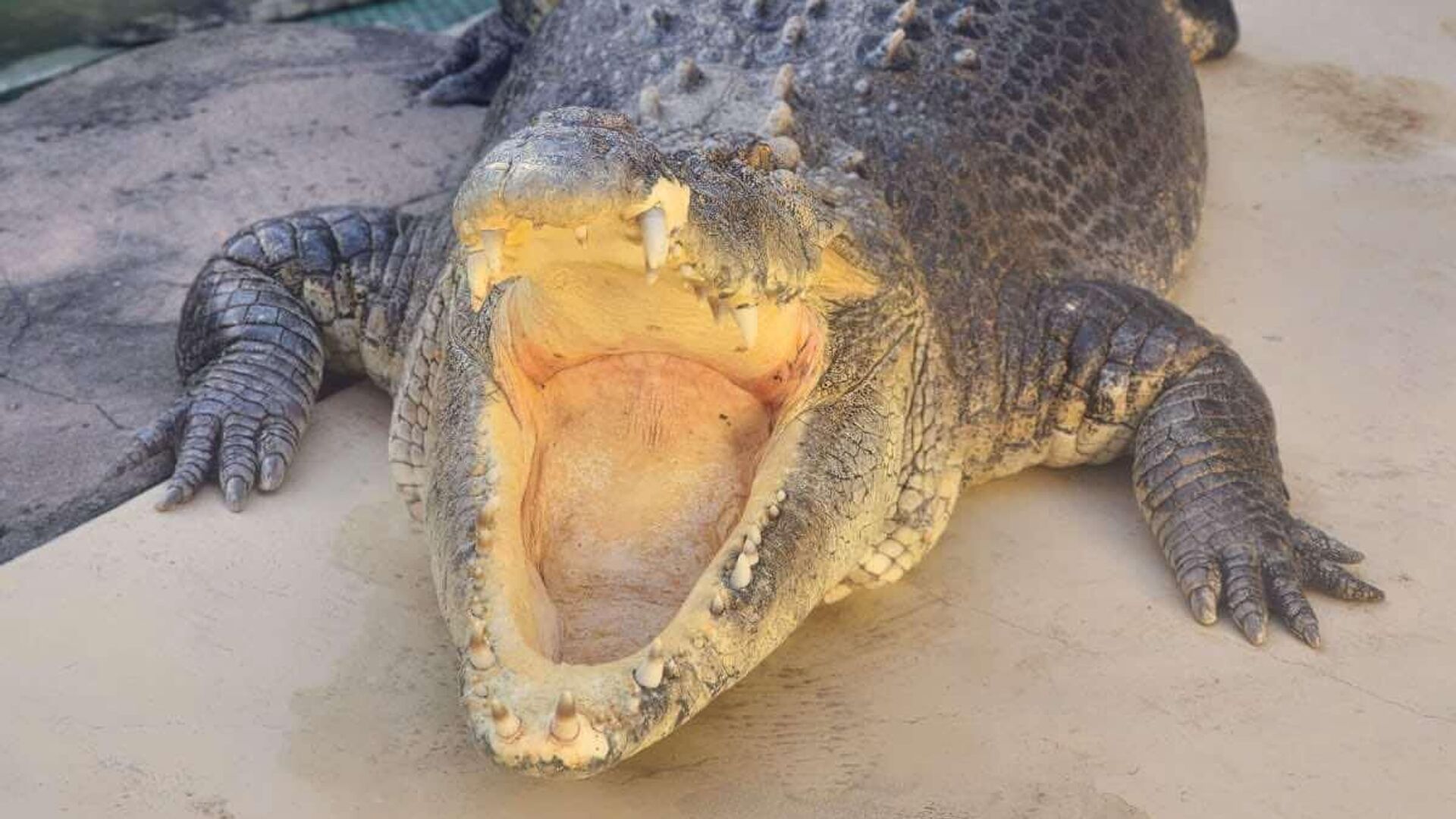 Крокодил Берт в парке Crocosaurus Cove в австралийском Дарвине - РИА Новости, 1920, 23.12.2024