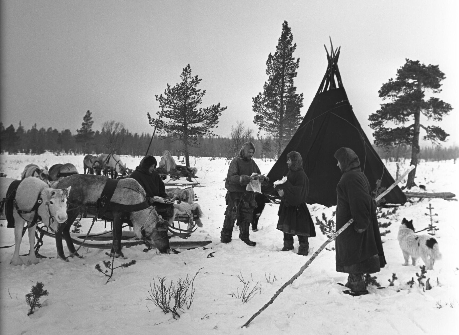 Стойбище оленеводов Кольского полуострова - РИА Новости, 1920, 26.12.2024