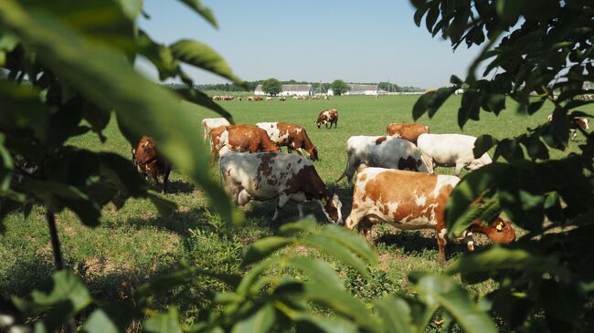 Фермерское хозяйство