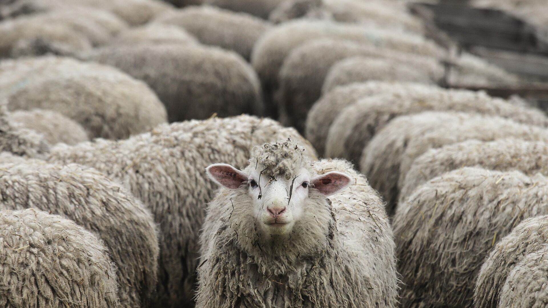 Овцы Овцы - РИА Новости, 1920, 30.01.2025