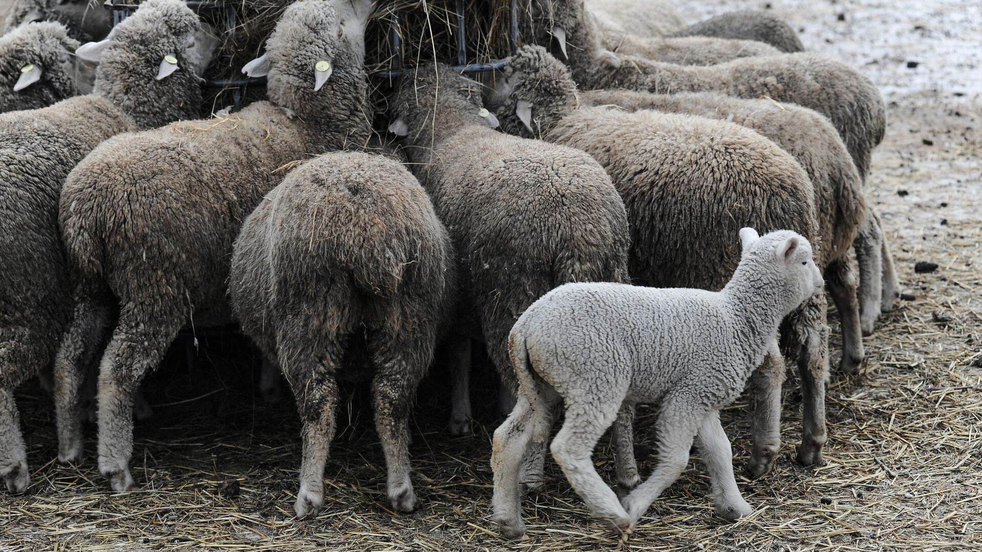 Разведение скота - РИА Новости, 1920, 19.03.2025