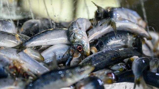 Производство рыбных консервов 