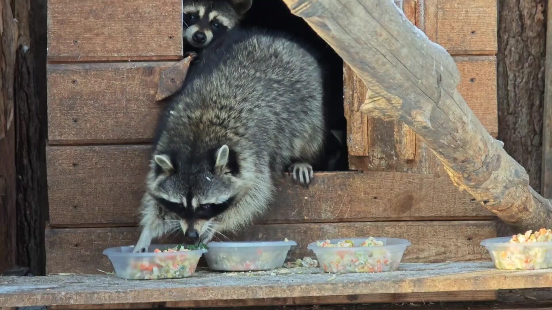 Еноты в барнаульском зоопарке - РИА Новости, 1920, 31.12.2024