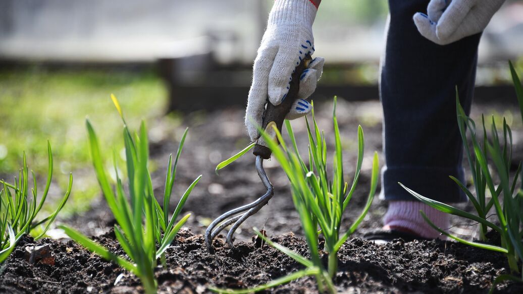 © РИА Новости / Кирилл КаллиниковПерейти в медиабанк<br>Женщина пропалывает грядку на дачном участке. Архивное фото