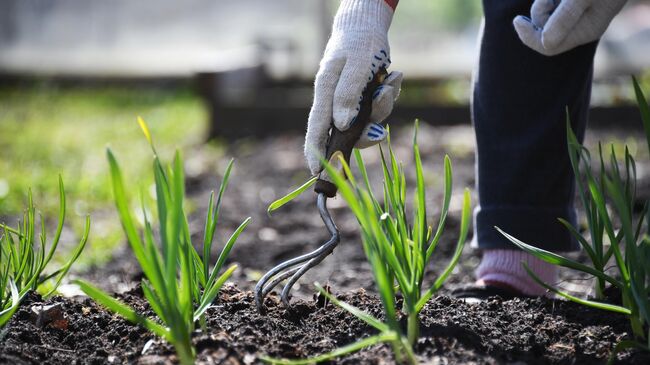 Женщина пропалывает грядку на дачном участке во Владимирской области