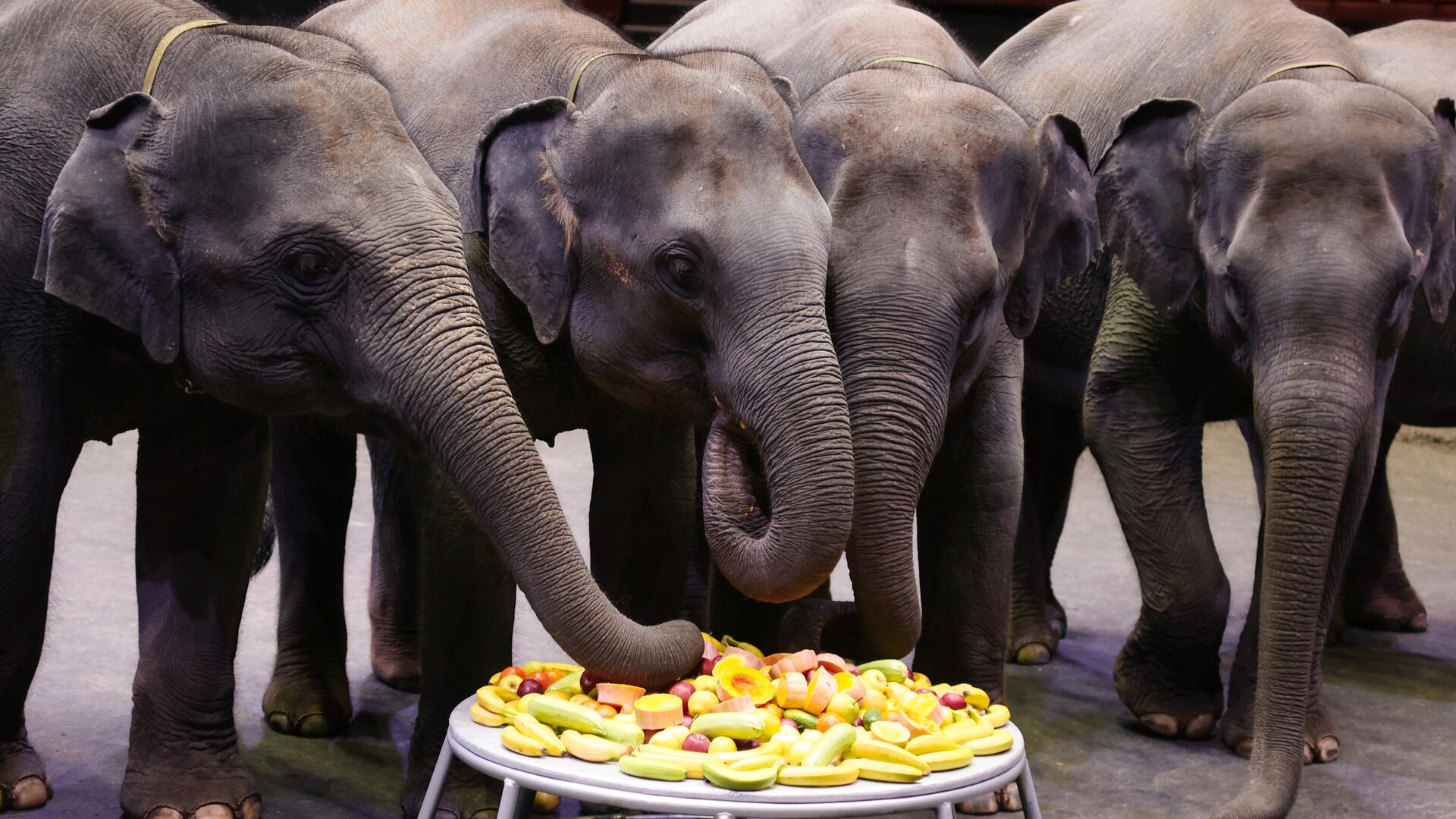 Цирк - РИА Новости, 1920, 09.07.2025