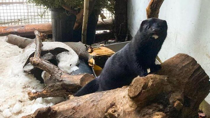 Американская норка поселилась в Московском зоопарке - РИА Новости, 1920, 15.01.2025