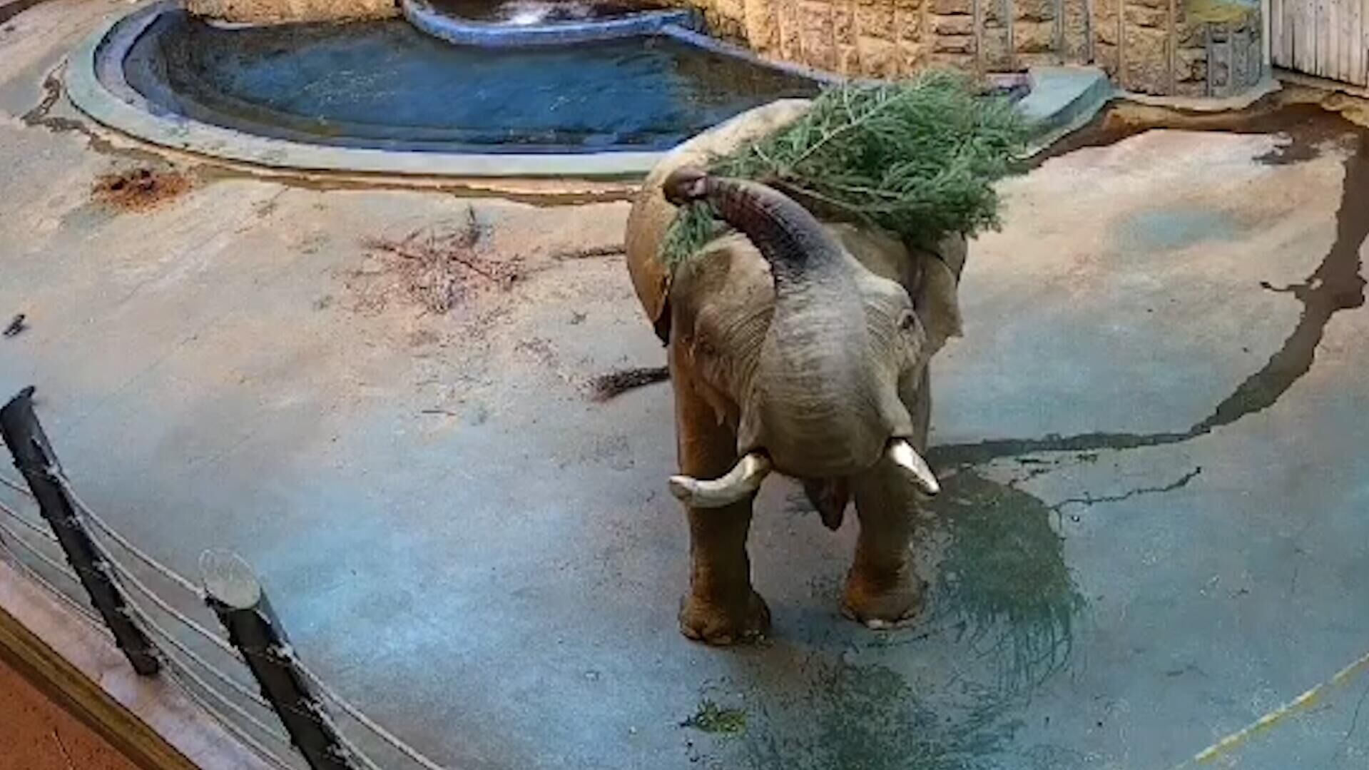 Слоны играют с елками в Московском зоопарке Слоны играют с елками в Московском зоопарке - РИА Новости, 1920, 16.01.2025