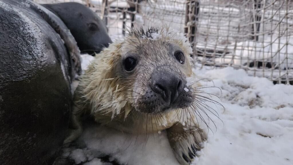 Щенок серого тюленя, родившийся на полигоне ММБИ РАН Щенок серого тюленя, родившийся на полигоне ММБИ РАН - РИА Новости, 1920, 16.01.2025