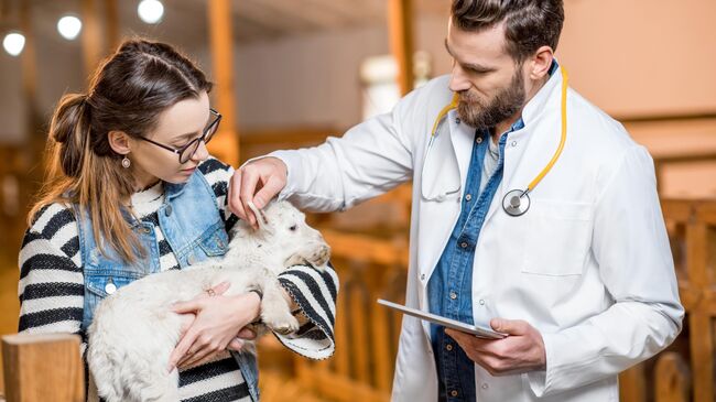 Ветеринар осматривает ягненка