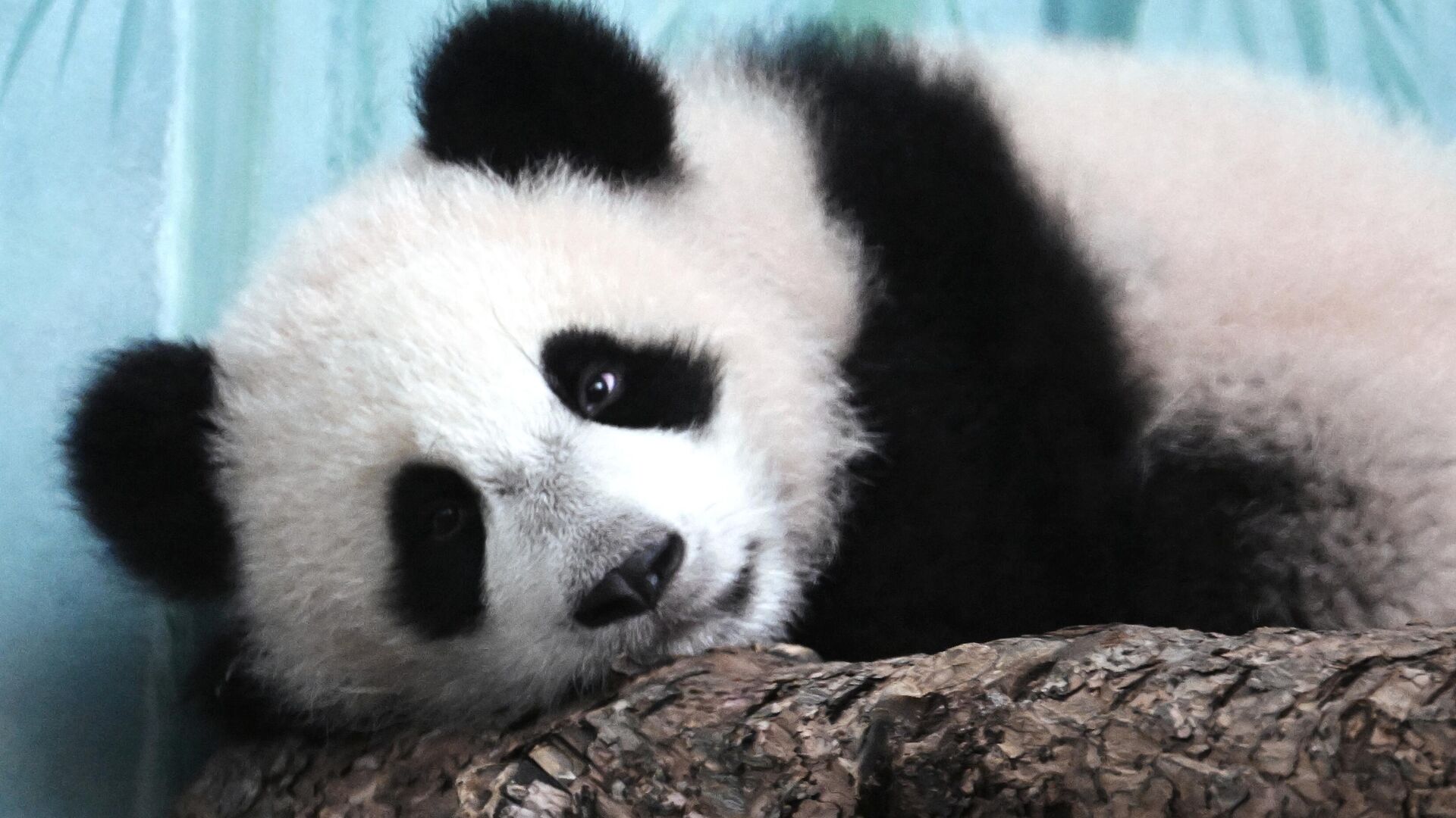 Панда Катюша - РИА Новости, 1920, 28.01.2025