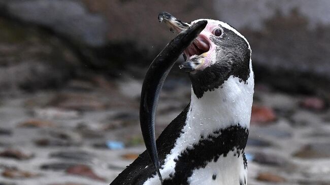 Пингвин Гумбольдта