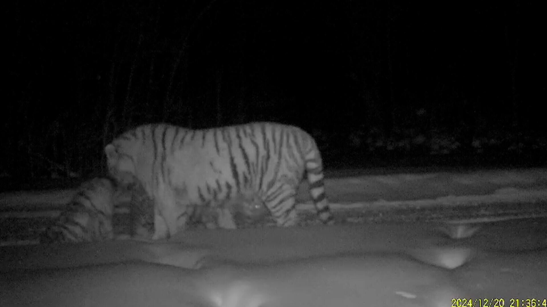 Кадры с амурской тигрицей Желтобокой и ее тигренком - РИА Новости, 1920, 21.01.2025