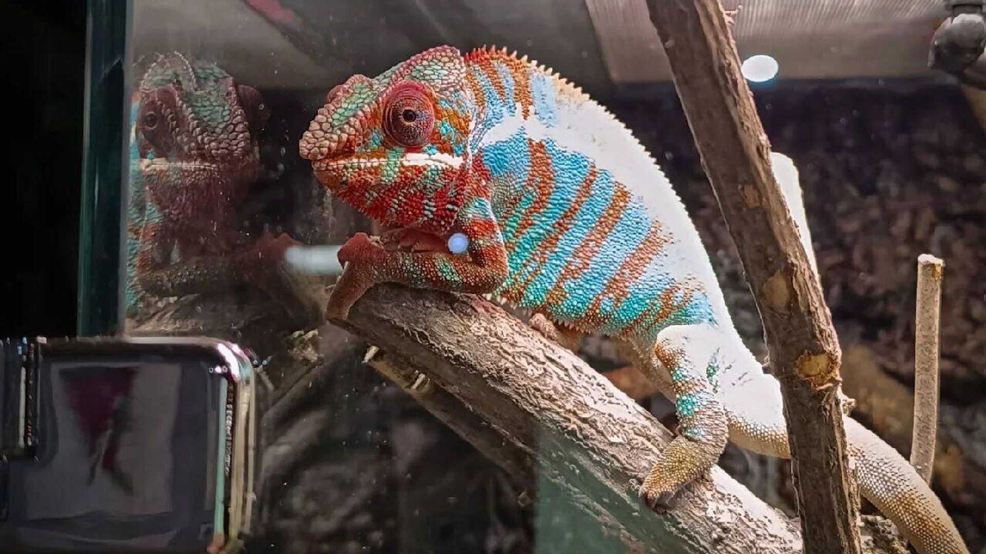 Пантеровый хамелеон в Аптекарском огороде - РИА Новости, 1920, 21.01.2025